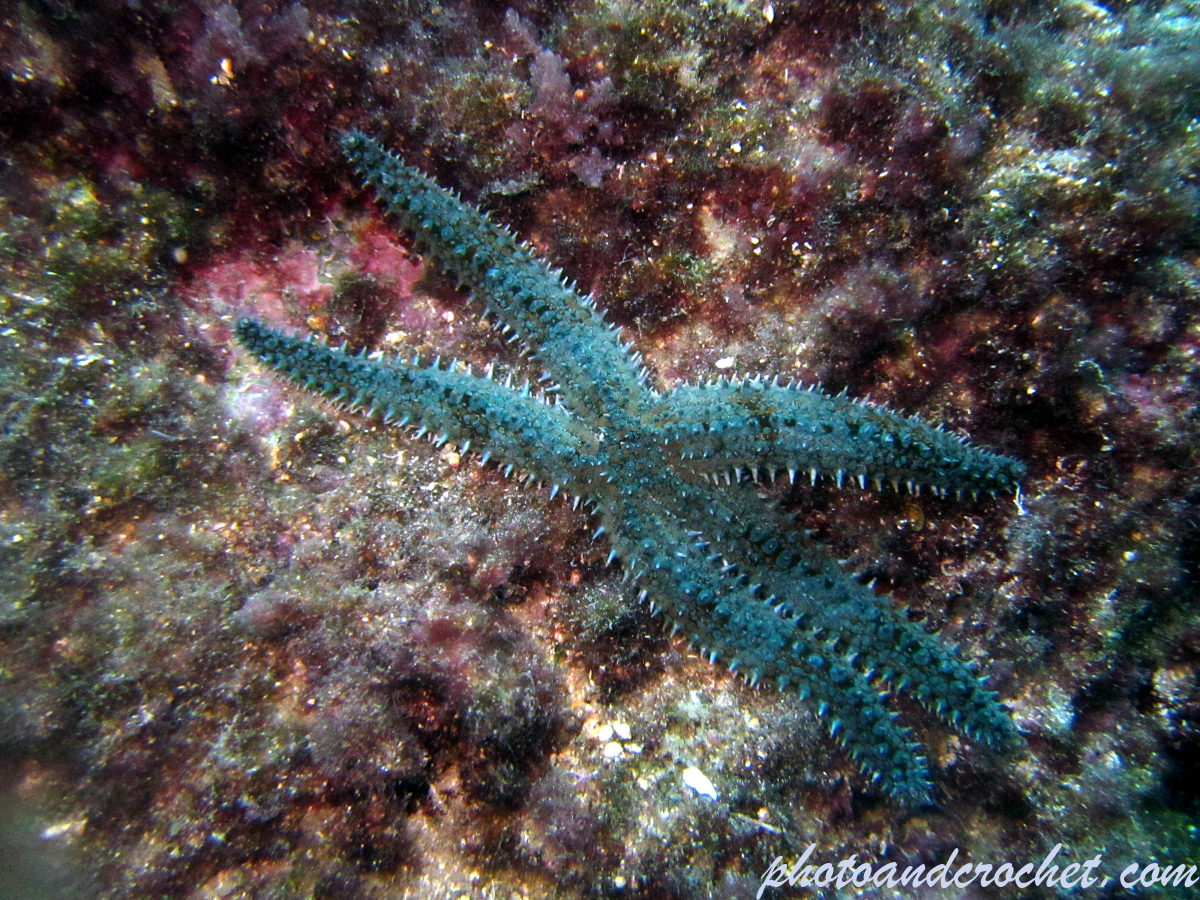 Spiny Starfish - Image